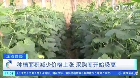 聊城黃瓜最新行情，一根黃瓜如何助力自信與成就之路