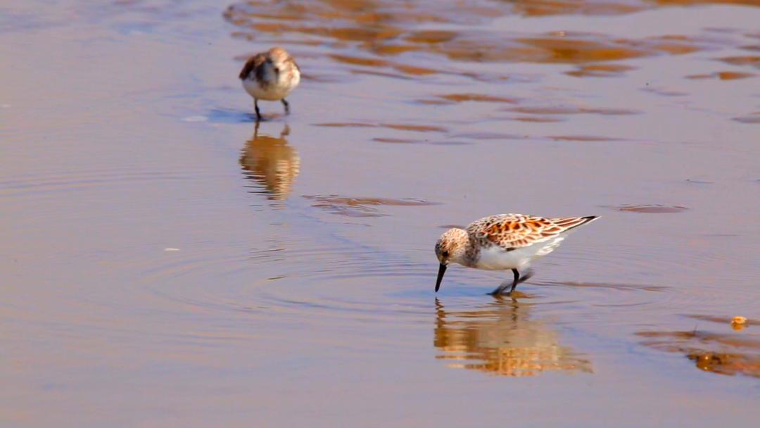 唐山灤南未來(lái)藍(lán)圖揭秘，最新規(guī)劃引領(lǐng)城市發(fā)展