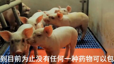 最新母豬保健方案揭秘，提升母豬健康與生產(chǎn)效率的秘訣