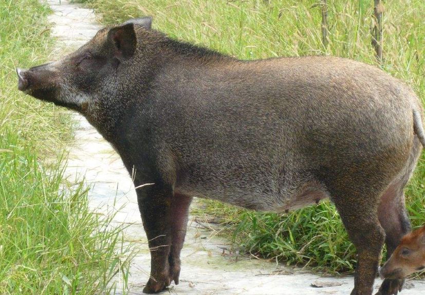 四不像特馬圖今晚必出,穩(wěn)固計劃實(shí)施_BUH23.839家庭版