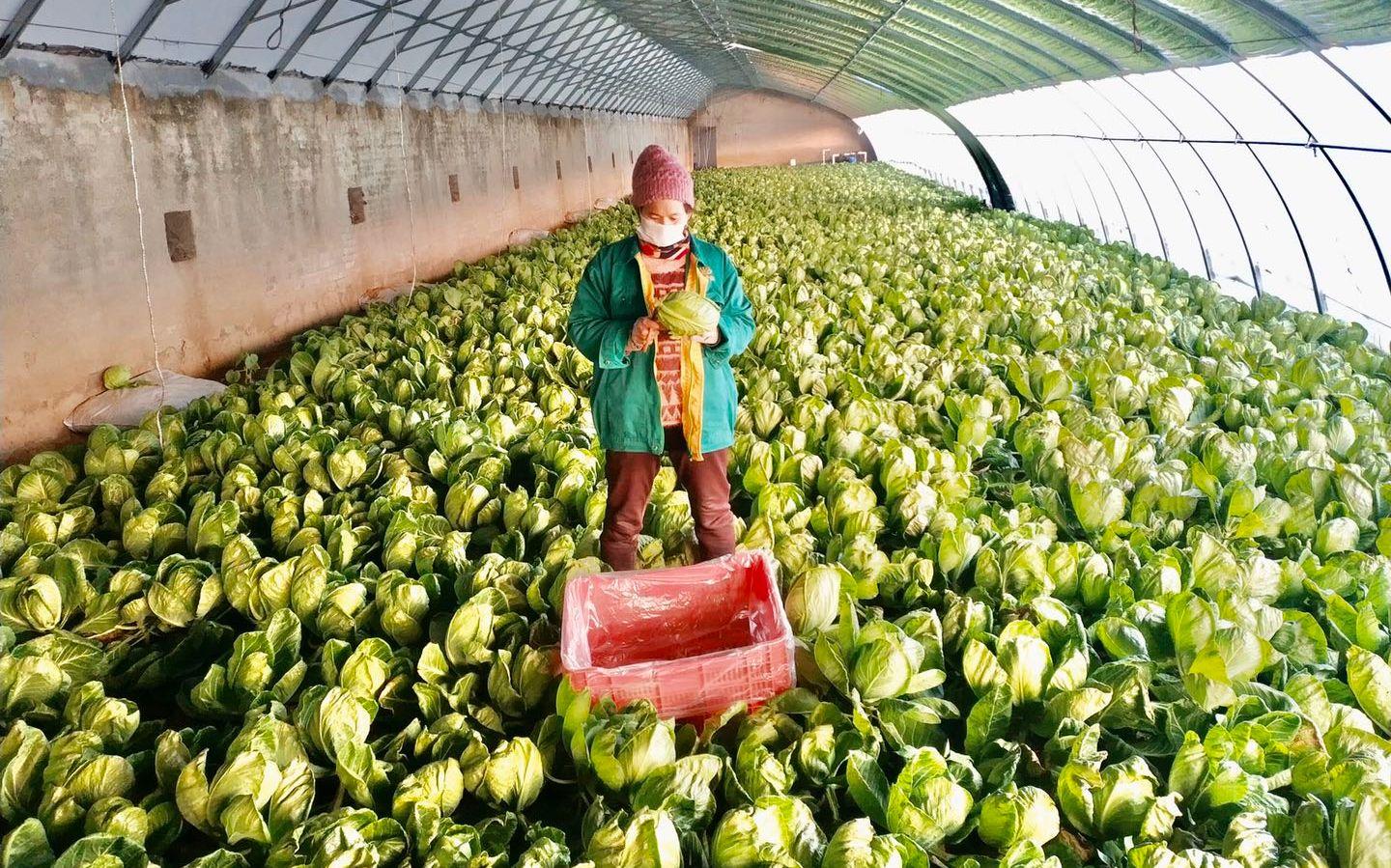 最新特菜品種，家的溫馨故事探索與發(fā)現(xiàn)