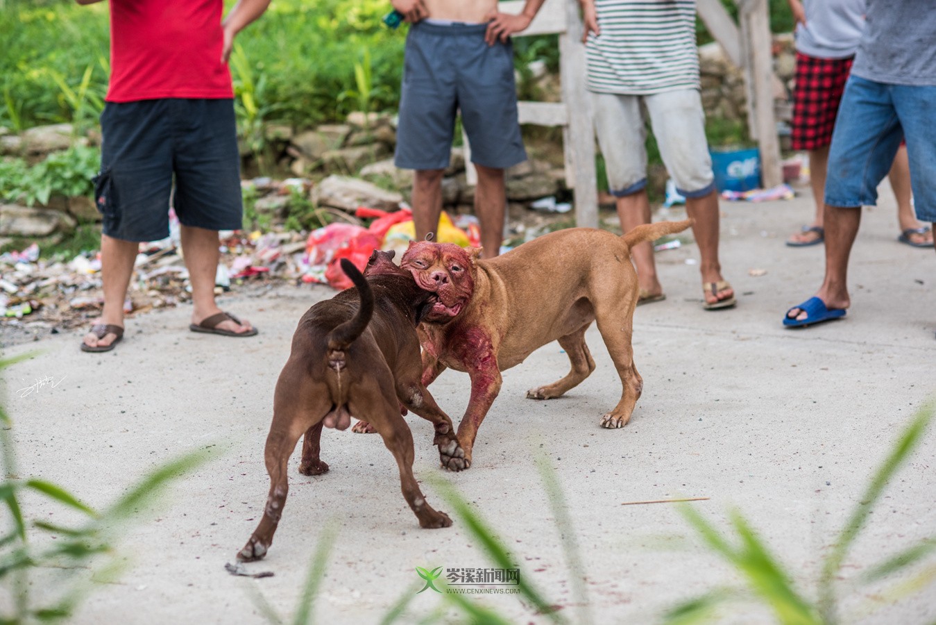 玉林斗狗風采，小巷深處的獨特風情展