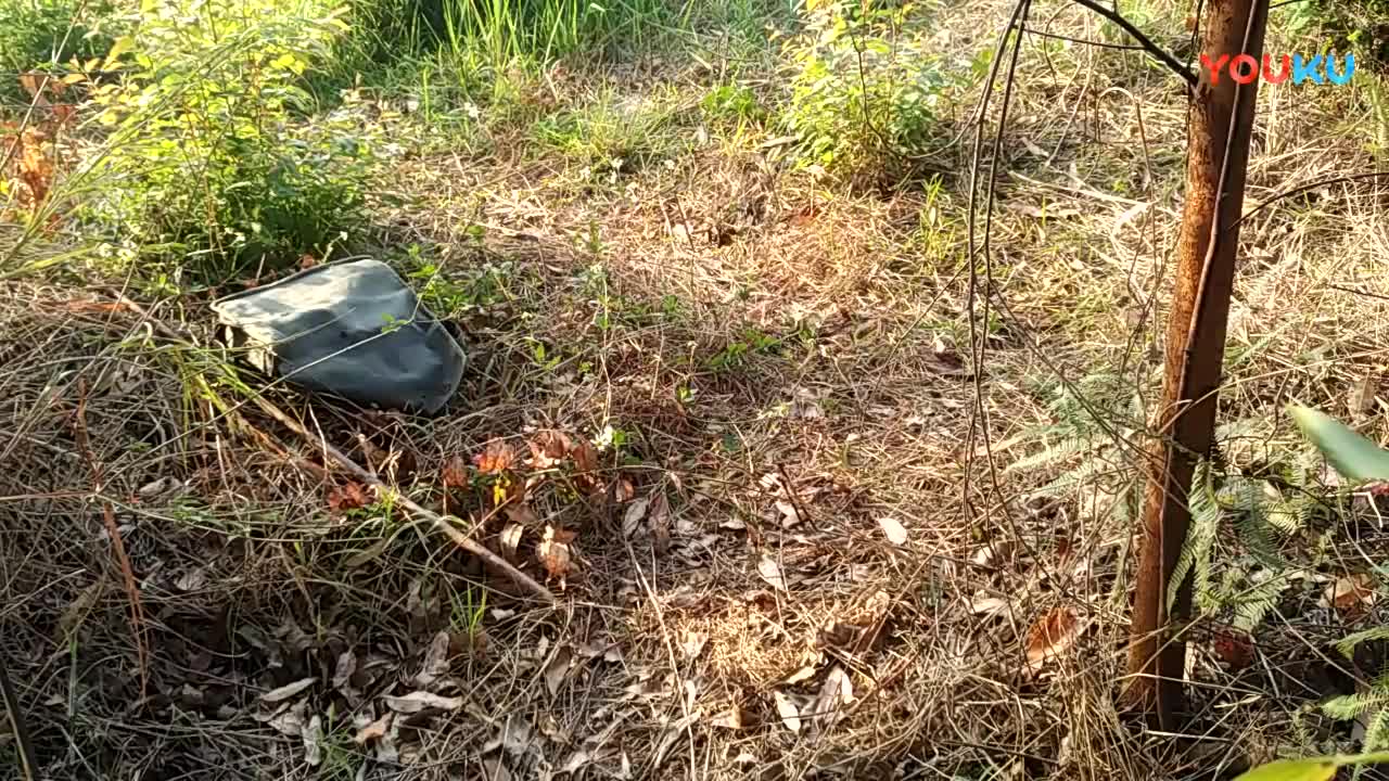 鷓鴣中套最新視頻，領(lǐng)略傳統(tǒng)藝術(shù)魅力的震撼登場(chǎng)！