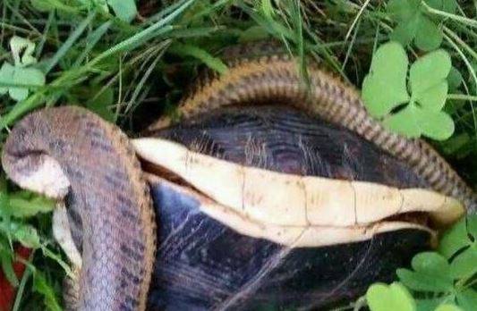 澳門天天彩免費資料大全免費查詢狼披羊皮,蛇藏龜殼,全面信息解釋定義_MDI10.867數(shù)線程版