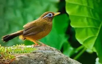 鎮(zhèn)雄房屋最新出售信息，家園變遷與自我成長的自信成就