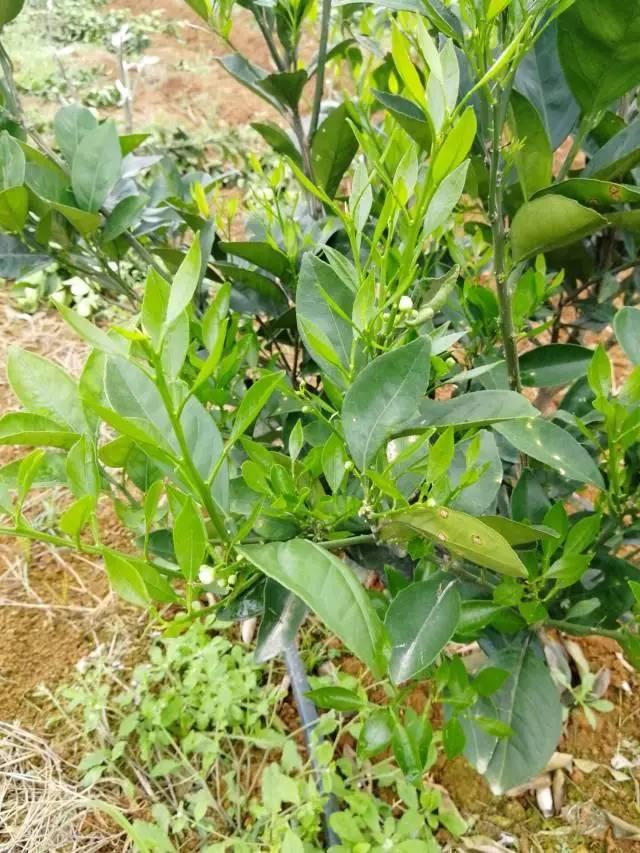 柑橘最新保果技術(shù)，開啟探索之旅，勵(lì)志無限可能