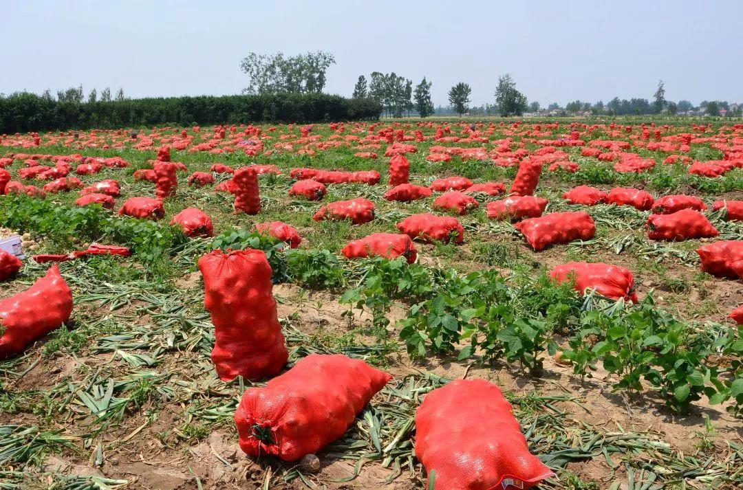 金鄉(xiāng)洋蔥出庫(kù)最新價(jià)格，獲取與了解的步驟指南