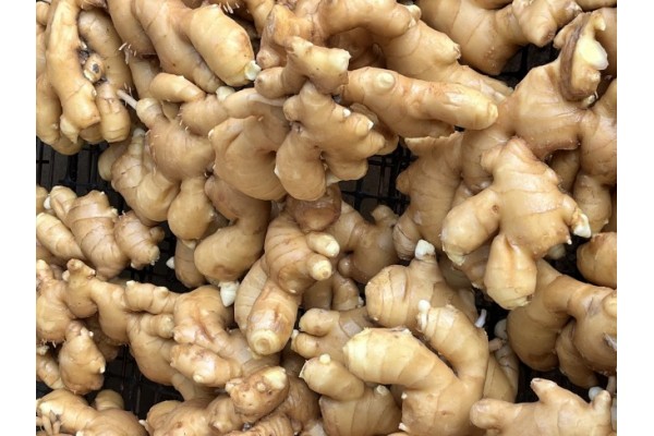 昌邑生姜市場最新價(jià)格指南，全面了解生姜市場行情與價(jià)格動態(tài)