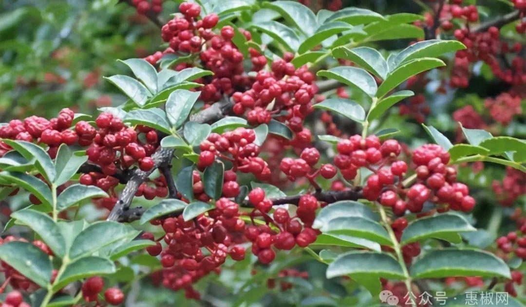 花椒價(jià)格最新行情2024，科技引領(lǐng)，椒香走向未來(lái)