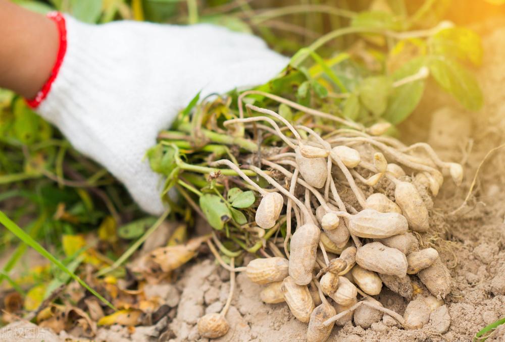 遼寧玉米最新價格動態(tài)，變化中的機(jī)遇，學(xué)習(xí)成就自信與收獲