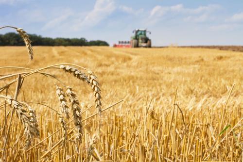 鶴壁小麥最新行情，科技引領(lǐng)農(nóng)業(yè)新時(shí)代，市場(chǎng)智能體驗(yàn)新篇章