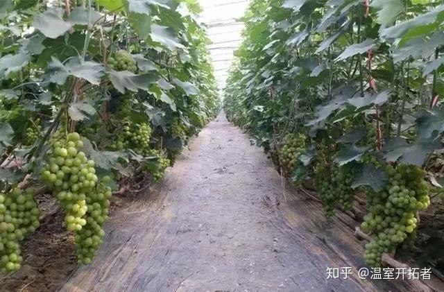 探索自然美景之旅，最新葡萄大棚種植模式揭秘