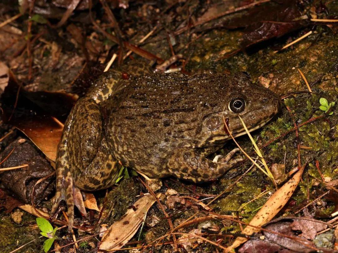 兩棲蛙蛙下載最新版，溫馨的蛙蛙奇遇之旅
