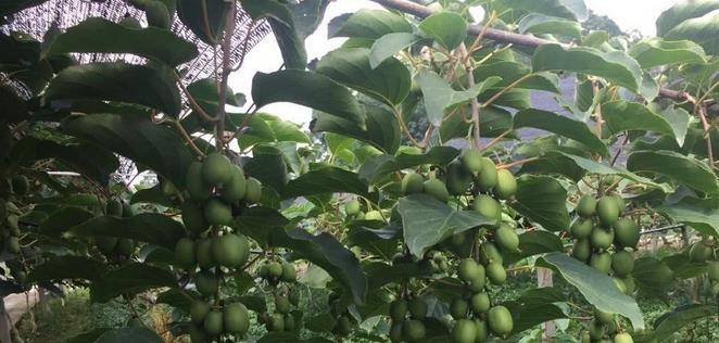 最新型果樹，小巷中的綠色寶藏與獨(dú)特風(fēng)味小店的探索