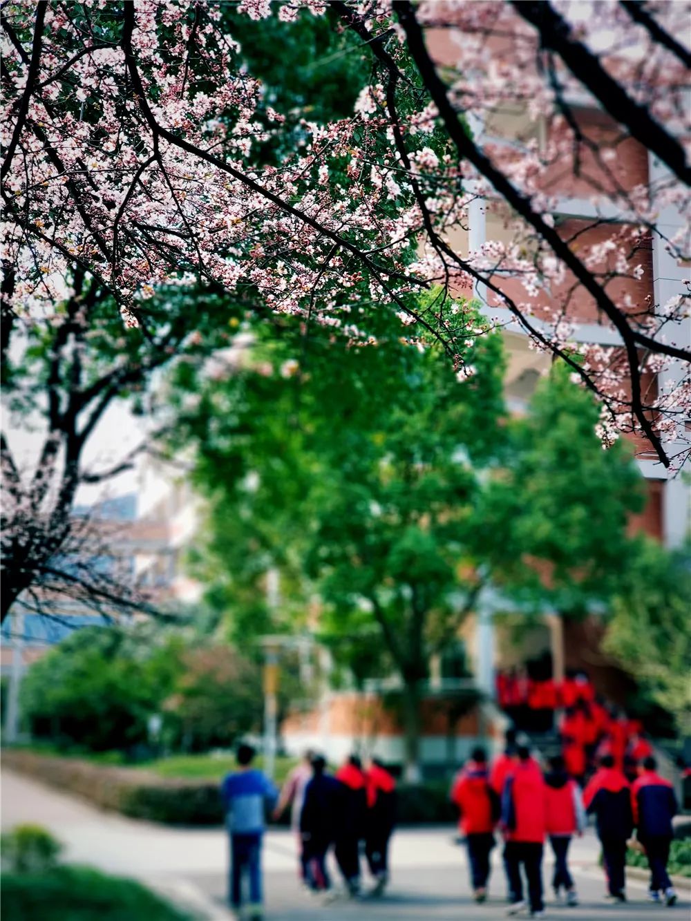 校園風采新照，展現(xiàn)青春風采的照片集錦