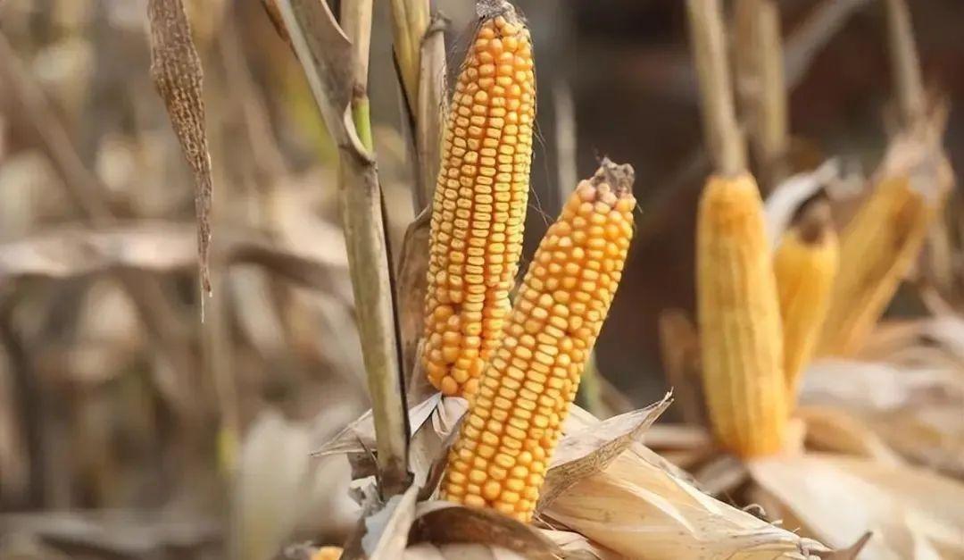 今日山東玉米價格行情，智能農(nóng)業(yè)引領(lǐng)新紀(jì)元風(fēng)向標(biāo)