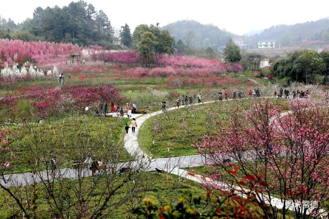 常德最新疫情動(dòng)態(tài)步驟指南，初學(xué)者與進(jìn)階用戶必讀