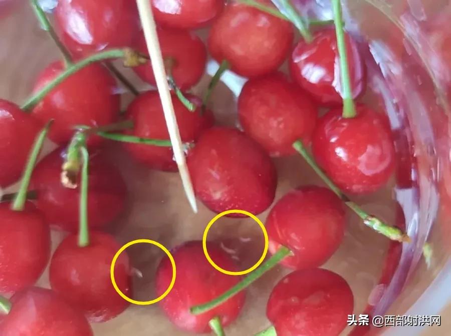 射洪上市公司，小巷深處的獨(dú)特風(fēng)味揭秘
