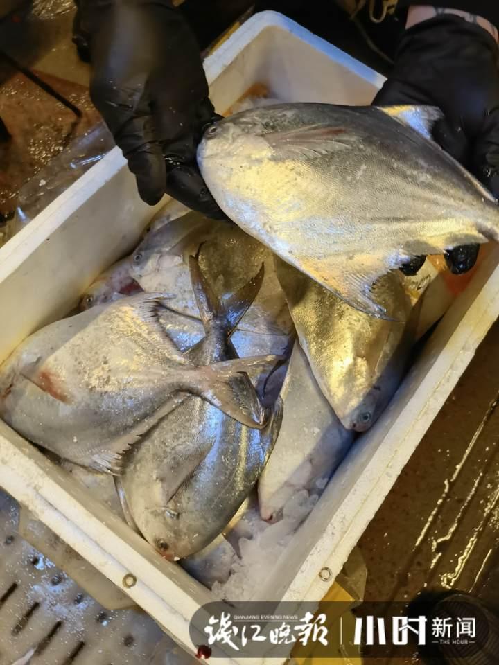 帶魚行情，一場(chǎng)海鮮盛宴的溫馨之旅