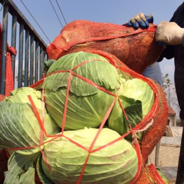湖北包菜價(jià)格動(dòng)態(tài),湖北包菜價(jià)格動(dòng)態(tài)，一場(chǎng)尋找內(nèi)心平靜的綠色之旅