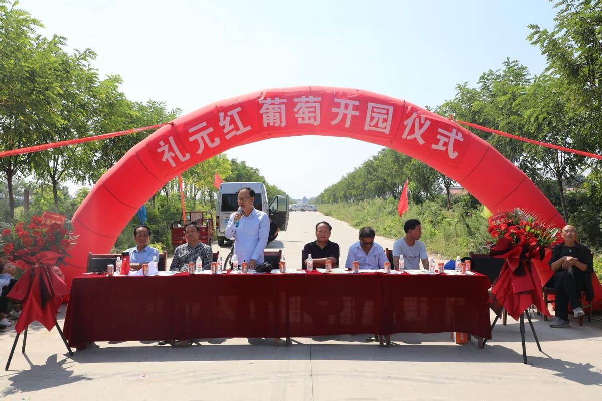 未來五年葡萄種植行情展望與趨勢分析