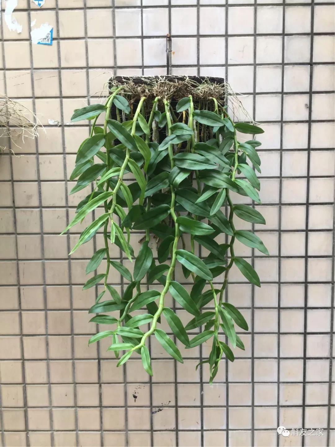 三寧復(fù)合肥最新報價及推薦，優(yōu)質(zhì)肥料選擇指南