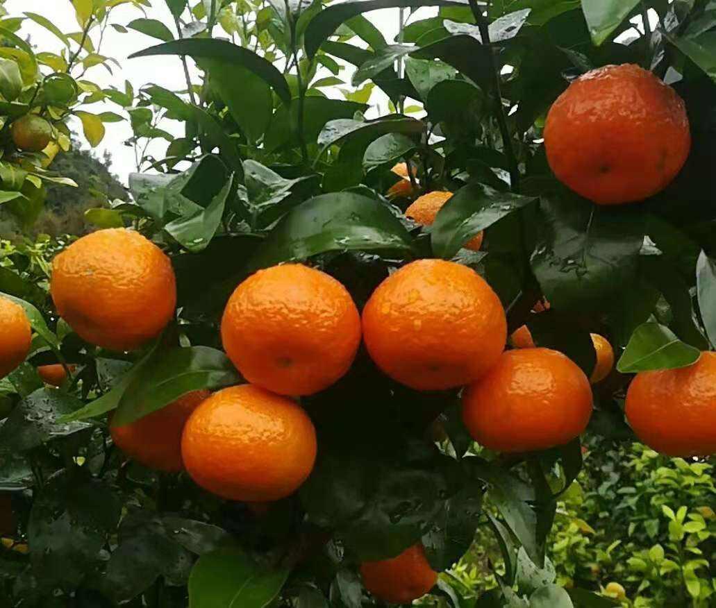 今年砂糖橘行情深度解析與觀察??