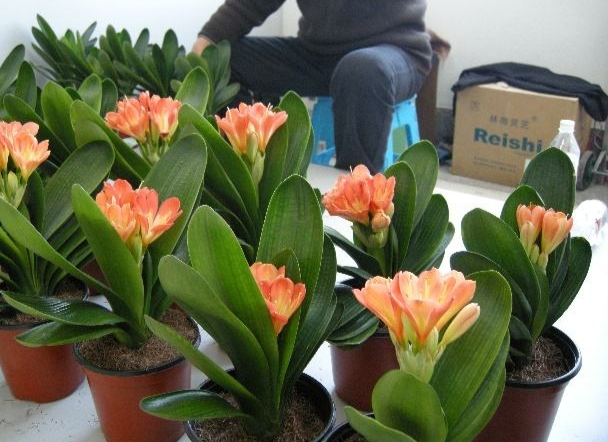 君子蘭價格變化中的自信與成就感，從綠葉到金花之路