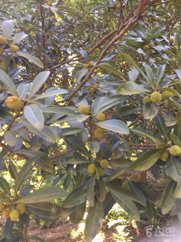 橫河大山搬遷最新動(dòng)態(tài)，力量重塑與未來(lái)希望