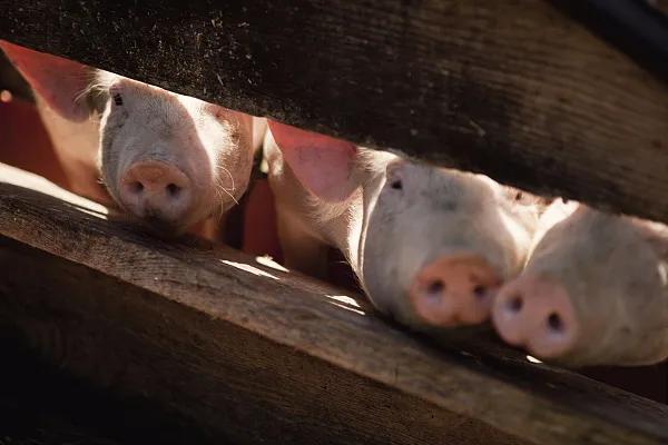 全國生豬市場(chǎng)價(jià)格動(dòng)態(tài)，變化中的機(jī)遇與挑戰(zhàn)的旅程