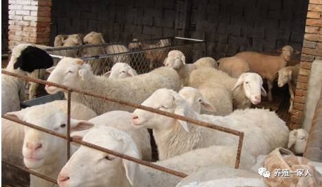 內(nèi)蒙古活羊價格指南，如何了解與評估羊只價值