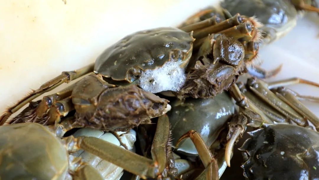 最新蟹類養(yǎng)殖技術,最新蟹類養(yǎng)殖技術——科技重塑水生世界，開啟蟹類養(yǎng)殖新紀元