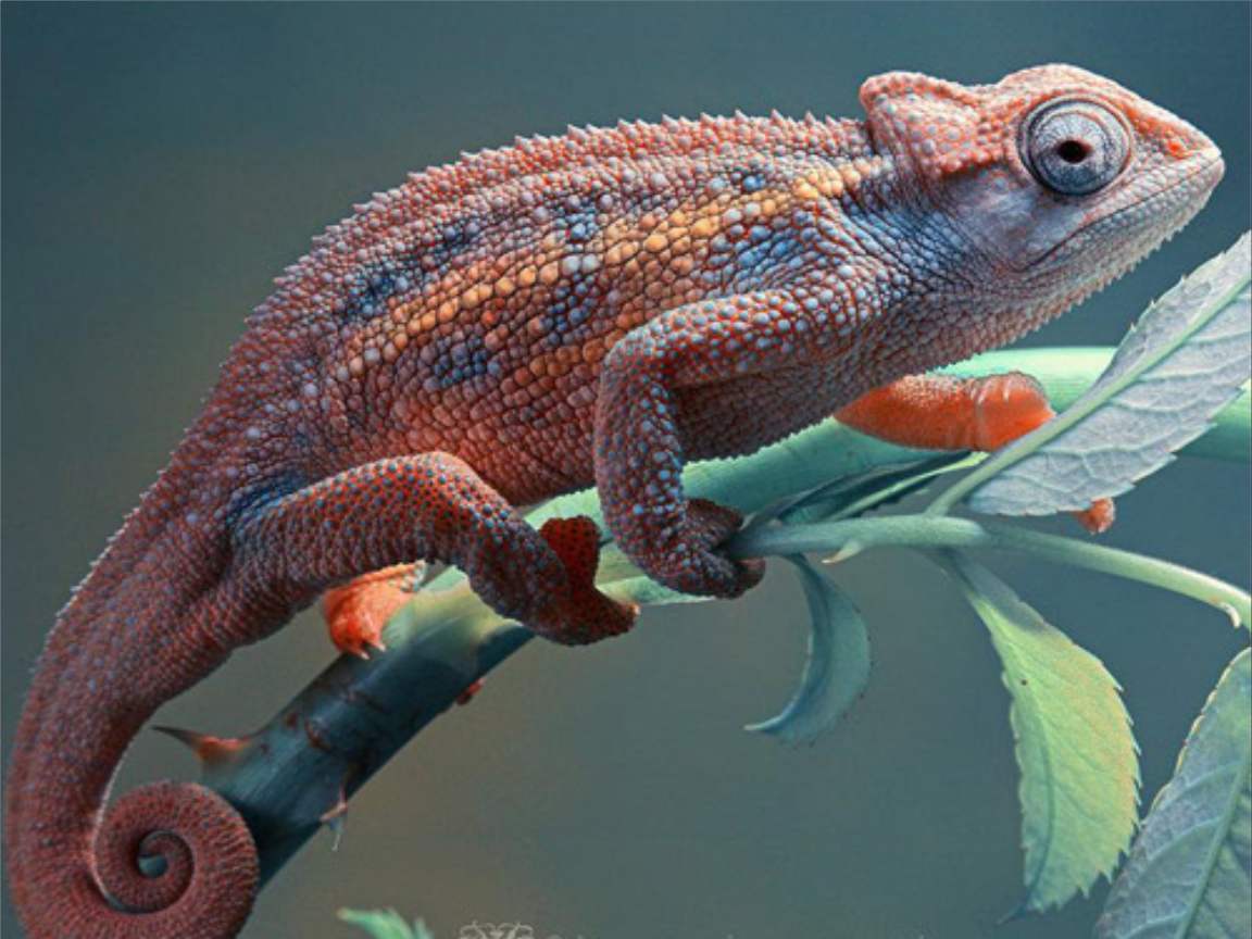 全新版變色龍，小巷中的神秘瑰寶