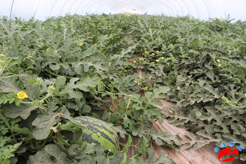 全國西瓜最新價(jià)格行情，綠色之旅探尋內(nèi)心平靜