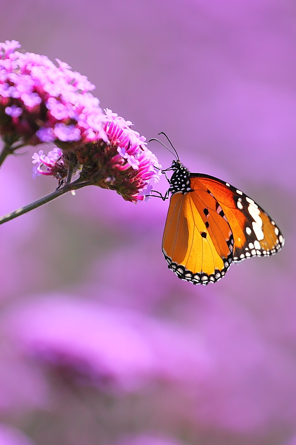 紫蝶舞動(dòng)新篇章，任務(wù)完成與技能學(xué)習(xí)指南