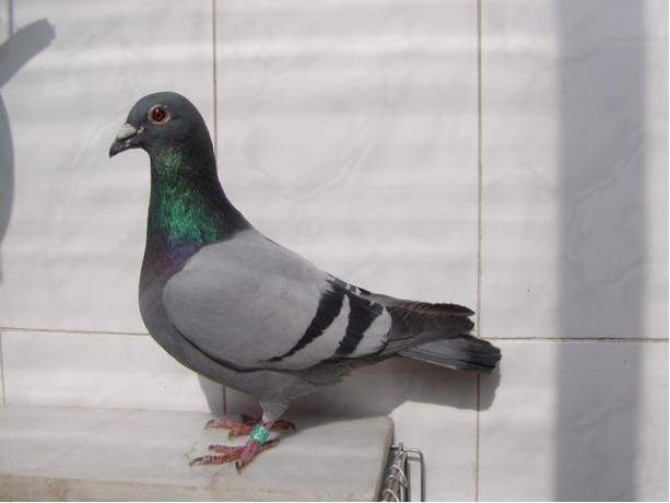 賽鴿定向新進(jìn)展揭秘，小巷中的神秘寶藏探索