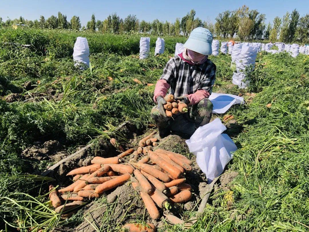 胡蘿卜最新市場價格概覽，最新市場價格指南