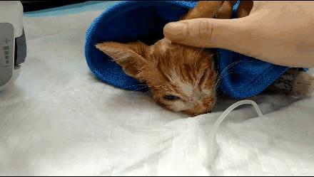 貓球比賽，激發(fā)潛力的勵(lì)志之旅