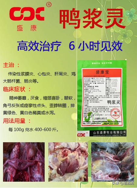 現(xiàn)在鴨苗行情詳解，選購、養(yǎng)殖與盈利的全方位指南