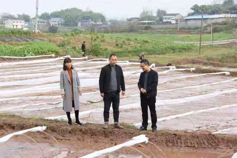 合川土場最新動(dòng)態(tài)更新，今日最新資訊速遞