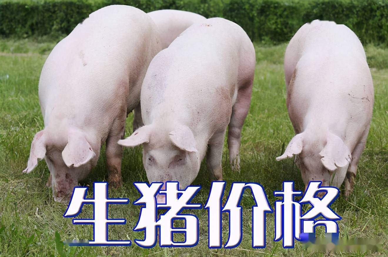 濰坊今日生豬價(jià)格探索，一場(chǎng)綠色之旅尋找內(nèi)心平靜