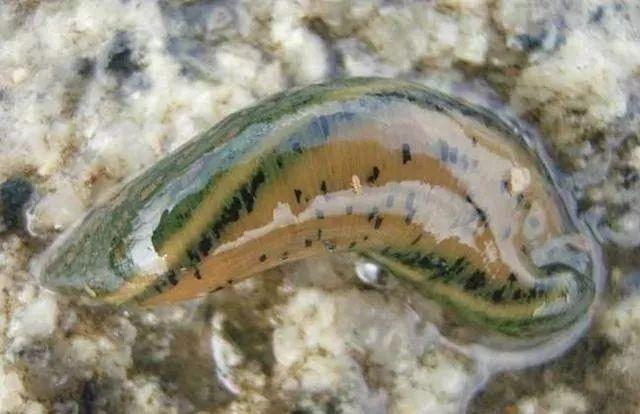石斑魚孵化技術(shù)革新詳解，從入門到精通的孵化指南