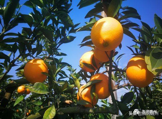 贛州上市公司，閃耀未來，共創(chuàng)繁榮時代！