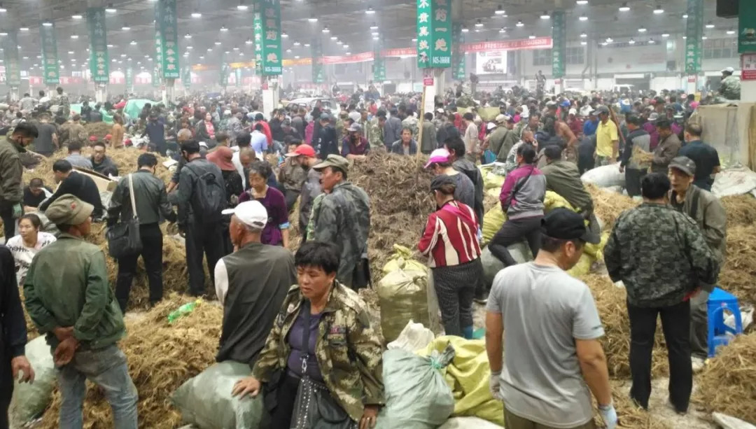 萬良人參市場最新動態(tài)揭秘，日常奇遇與溫情紐帶