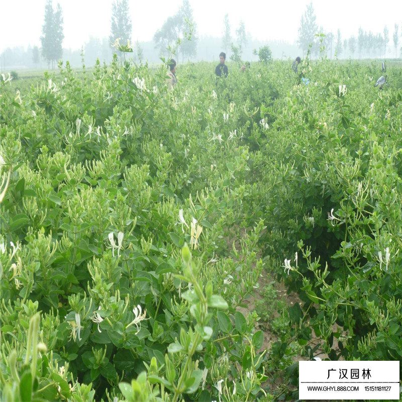 金銀花最新行情與機(jī)遇，價(jià)格變動(dòng)中的自信與成就感之源