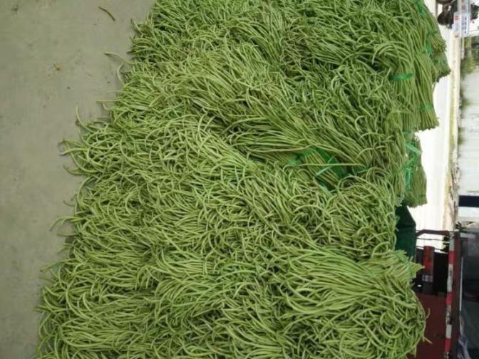 合浦豆角最新價格指南，獲取與比較豆角價格的方法及最新價格更新通知