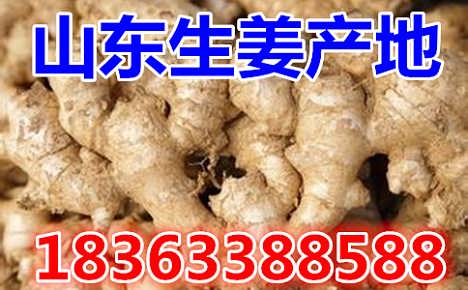 鮮姜最新價(jià)格揭秘，自然美景背后的旅行探索之旅