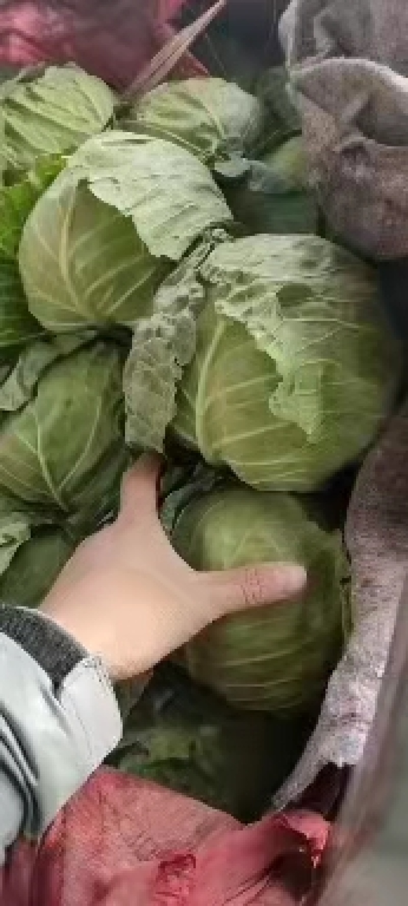 永年甘藍(lán)最新價格及市場走勢、種植要點與購買指南全解析