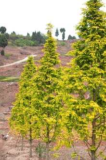 最新彩葉樹種種植與養(yǎng)護指南，從選種到養(yǎng)護一步到位！