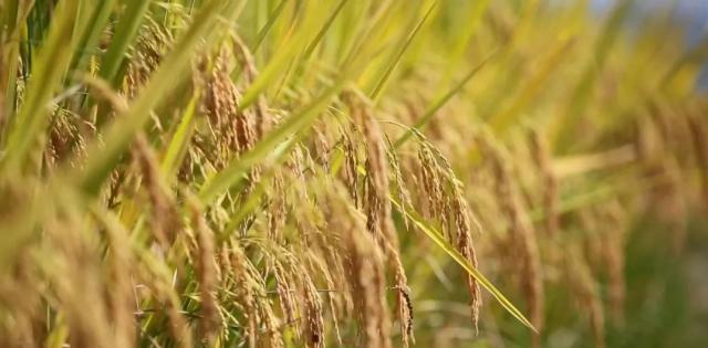 蒼南最新動態(tài)，變化中的力量，學習鑄就自信與成就